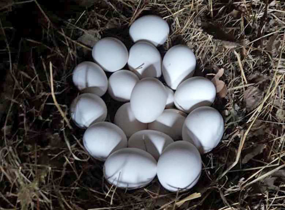 Uova fresche di giornata, delicate e ricercate, nell’Allevamento Free Range di Seba e Vale